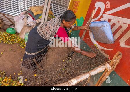 Chikkanayakanahalli, Karnataka, Indien - 3. November 2013: Frau reinigt Zufuhrfach der Maschine, um Betelnuss aus Früchten zu extrahieren. Stockfoto