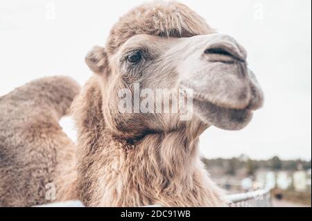 Nahaufnahme des lustigen Baktrian Kamels im Karelia Zoo. Hairy Kamel in einem Stift mit langen hellbraunen Fell Wintermantel, um sie warm zu halten mit zwei Höcker in Gefangenschaft für Unterhaltung. Stockfoto