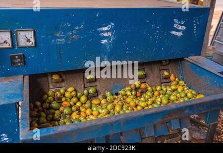 Chikkanayakanahalli, Karnataka, Indien - 3. November 2013: Nahaufnahme des Betriebs von Betelfrüchten, die in eine blaue Maschine sinken, um Nüsse zu extrahieren. Stockfoto