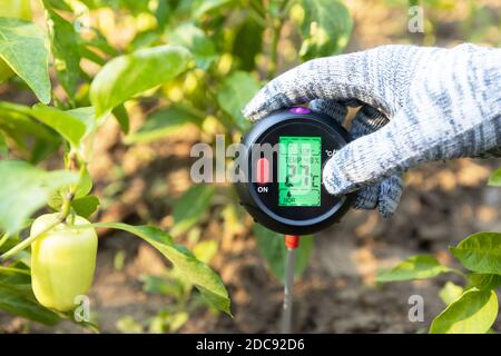 Bodentemperatur, Feuchtigkeitsgehalt, Umgebungsfeuchte und Beleuchtungsmessung im Gemüsegarten Stockfoto