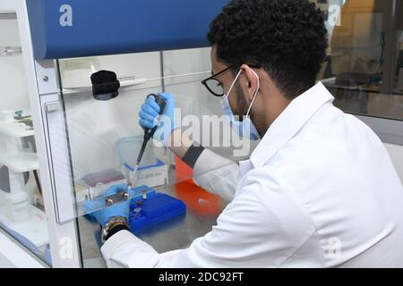 Rabat, Marokko. November 2020. Ein Arzt verwendet am 19. November 2020 ein Testkit, um das COVID-19-Virus in einem Labor in Rabat, Marokko, zu diagnostizieren. Marokko meldete 4,559 neue COVID-19 Fälle, wobei die Zahl der Infektionen in dem Land seit dem 2. Bis 311,554. März. Quelle: Chadi/Xinhua/Alamy Live News Stockfoto