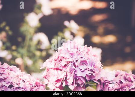 Eine schöne Aufnahme von blühenden rosa Hortensien Blumen Stockfoto