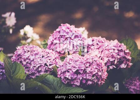 Eine schöne Aufnahme von blühenden rosa Hortensien Blumen Stockfoto