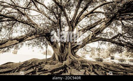 Großer alter Feigenbaum mit gruseligen, über dem Boden ausladenden Wurzeln Stockfoto