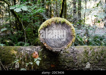 Endansicht des großen Baumes, der im Wald und niedergeschlagen wurde Stamm, der auf dem Balken mit Moos liegt Stockfoto