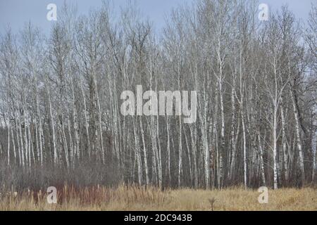 Reihe von hohen Bäumen entlang der Waldrand aufgereiht Stockfoto