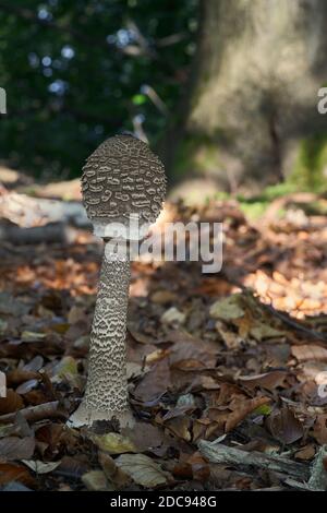 Essbarer Pilz Macrolepiota procera im Buchenwald. Bekannt als Sonnenschirmpilz. Einzelner Wildpilz, der in den Blättern wächst. Stockfoto