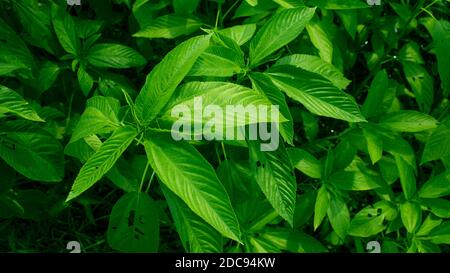 Juteblätter sind auch als Saluyot, ewedu oder lalo bekannt, je nach Region, in der sie angebaut oder gekocht werden. Die Blätter sind leicht gezahnt Stockfoto