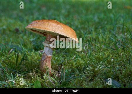 Essbarer Pilz Suillus grevillei auf einer Bergwiese. Bekannt als Lärche Bolete oder Greville's Bolete. Wildpilze wachsen im Gras und Moos. Stockfoto