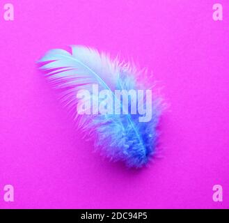 Zartblaue Feder auf einem leuchtend rosa fuchsia Hintergrund Stockfoto