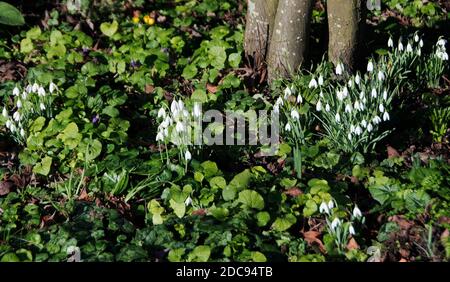 Ein Teppich aus Schneeglöckchen, efeublättrigen Cyclamen und süßen Veilchen erhellen den Wintergarten Stockfoto