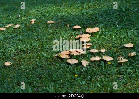 Essbarer Pilz Suillus collinitus auf einer gemähten Bergwiese. Gruppe von Wildpilzen, die im Gras wachsen. Stockfoto