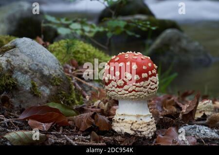 Giftiger Pilz Amanita muscaria im Buchenwald. Bekannt als Fliege agaric oder Fliege amanita. In den Blättern neben dem Bach wachsen Wildpilze. Stockfoto
