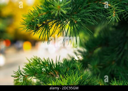 Hintergrund der Fichtenzweige Nahaufnahme. Nahaufnahme der Nadeln einer Kiefer. Abstrakt hell grün natürlichen Hintergrund. Winter, Urlaub und Neujahr Stockfoto