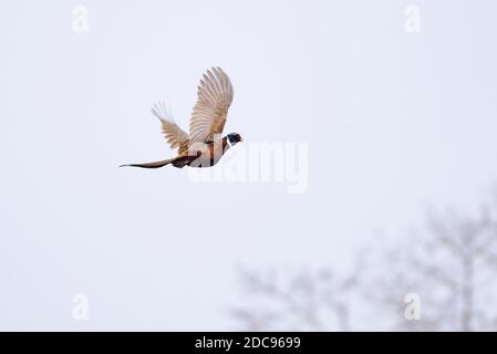 Ein Flying Rooster Pheasant in North Dakota Stockfoto