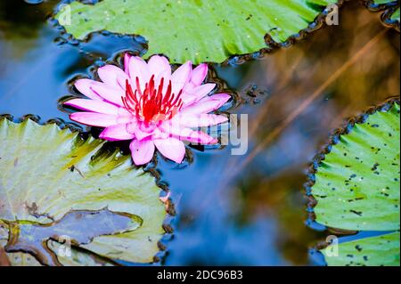 Nahaufnahme Foto einer Wasserlilly Blume in einem Teich bei Pura Goa Gaja, Elephant Cave Temple, Bali, Indonesien, Asien, Hintergrund mit Kopierraum Stockfoto