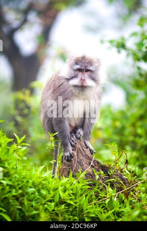 Affe auf dem Treak auf dem Mount Rinjani, und Active Volcano auf Lombok, Indonesien, Asien Stockfoto