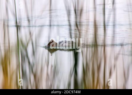 Northern Merganser Duck im Herbst Saskatchewan Kanada Stockfoto