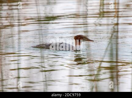 Northern Merganser Duck im Herbst Saskatchewan Kanada Stockfoto