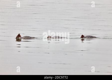 Northern Merganser Duck im Herbst Saskatchewan Kanada Stockfoto