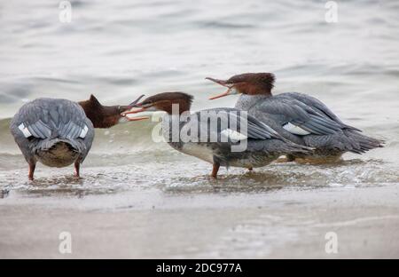 Northern Merganser Duck im Herbst Saskatchewan Kanada Stockfoto