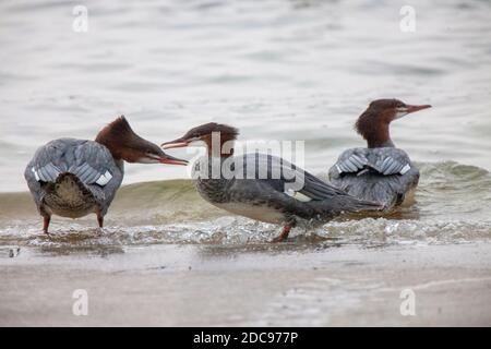 Northern Merganser Duck im Herbst Saskatchewan Kanada Stockfoto