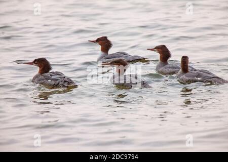 Northern Merganser Duck im Herbst Saskatchewan Kanada Stockfoto