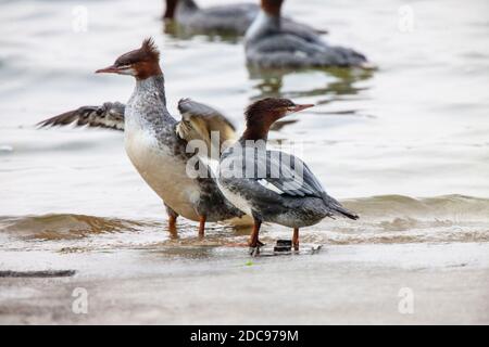 Northern Merganser Duck im Herbst Saskatchewan Kanada Stockfoto