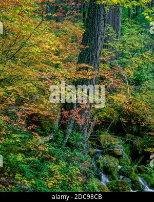 Vine Maple, Mountain Hemlock, Rogue River National Wild and Scenic River, Rogue River National Forest, Oregon Stockfoto