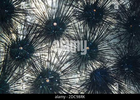 Unterwasserfoto von Seeigeln auf Iboih, Pulau Weh Island, Aceh Province, Sumatra, Indonesien, Asien Stockfoto