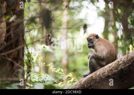 Langschwanzmakaken (Macaca fascicularis) im Dschungel bei Bukit Lawang, Gunung Leuser Nationalpark, Nord-Sumatra, Indonesien, Asien Stockfoto