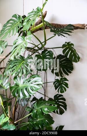 Pflegeleichte Monstera Hauspflanze zu Hause über weißer Wand. Home Gartenarbeit, urbane Dschungel. Stockfoto