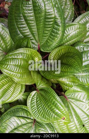 Dschungelfauna und -Flora, Gunung Leuser Nationalpark, Bukit Lawang, Nordsumatra, Indonesien, Asien, Hintergrund mit Kopierraum Stockfoto