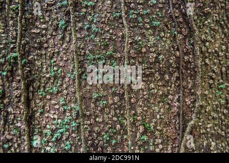 Dschungelfauna und -Flora, Gunung Leuser Nationalpark, Bukit Lawang, Nordsumatra, Indonesien, Asien, Hintergrund mit Kopierraum Stockfoto