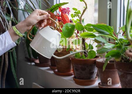 Frau Gärtner Gießen Topfpflanze auf der Fensterbank im grünen Haus, aus der Nähe. Hobby, Gartenarbeit, Liebe zu Pflanzen im Haus Stockfoto