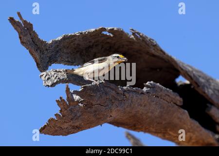 Männlich gestreift Pardalote thront auf hohlen Baum Extremität Stockfoto