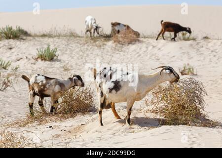 Herde von wilden Ziegen in Corralejo Sanddünen Nationalpark, Fuerteventura, Kanarische Inseln Stockfoto