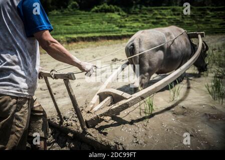 Pflügen von Reisfeldern mit Wasserbüffel bei Bukittinggi, West Sumatra, Indonesien, Asien Stockfoto