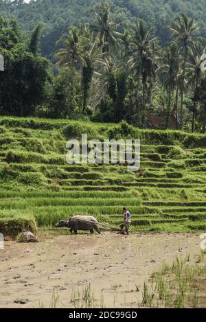 Pflügen von Reisfeldern mit Wasserbüffel bei Bukittinggi, West Sumatra, Indonesien, Asien Stockfoto