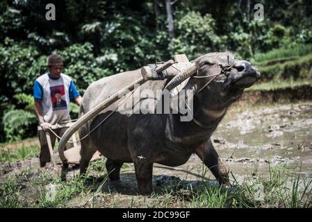 Pflügen von Reisfeldern mit Wasserbüffel bei Bukittinggi, West Sumatra, Indonesien, Asien Stockfoto