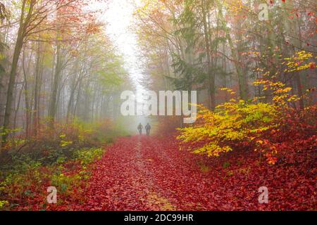 Radfahrer auf einem schönen bunten Herbstwaldweg, in kalten nebligen Morgen Stockfoto