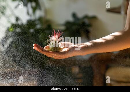 Nahaufnahme der Frau Floristin hält in ihrer nassen Hand und sprühen Luft Anlage Tillandsia im Garten Haus / Gewächshaus während der Heizperiode, kümmert sich o Stockfoto