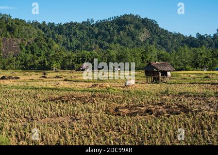 Paddy Fields (Reisfelder) in Sungai Pinang, einem traditionellen ländlichen indonesischen Dorf in der Nähe von Padang in West-Sumatra, Indonesien, Asien Stockfoto