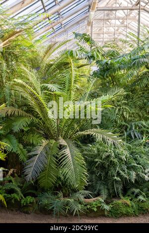 Gewächshaus mit verschiedenen Farnen, immergrünen Pflanzen, Palmen an sonnigen Tagen. Stockfoto