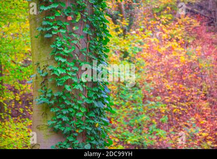 Ivy auf einem Baum und schönen bunten Herbstwald im Hintergrund, in kalten nebligen Morgen Stockfoto