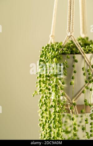 Handgemachte Baumwolle Macrame Pflanzer für Indoor-Zimmerpflanze Senecio rowleyanus, close up. Liebe Pflanzen. Stockfoto