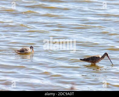 Marmorierte Godwit im Wasser Nord-Saskatchewan Kanada Stockfoto