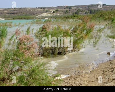 Tamarisk wächst am Ufer eines Sees in der Provinz Alicante in Spanien. Der wissenschaftliche Name für die Pflanze ist Tamarix und wird auch SaltCedar genannt Stockfoto