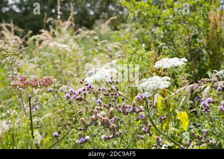 Wildblumen auf einer Wiese, Kuhsilie und Distel in einem Blumenfeld, Buckinghamshire, Großbritannien Stockfoto