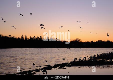 Im Spätherbst versammeln sich die Vögel in der Dämmerung am Dow's Lake. Ottawa, Ontario, Kanada. Gänse sind meist verschwunden. Möwen und Stockenten bleiben erhalten. Stockfoto